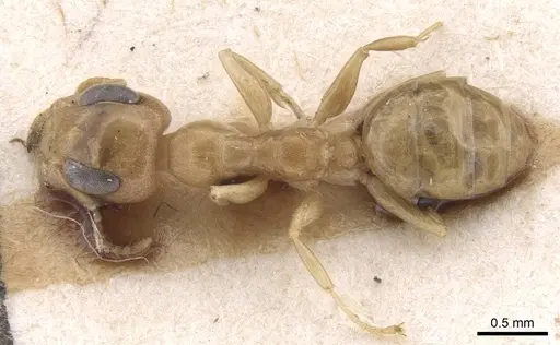 Gesomyrmex chaperi - CASENT0913760