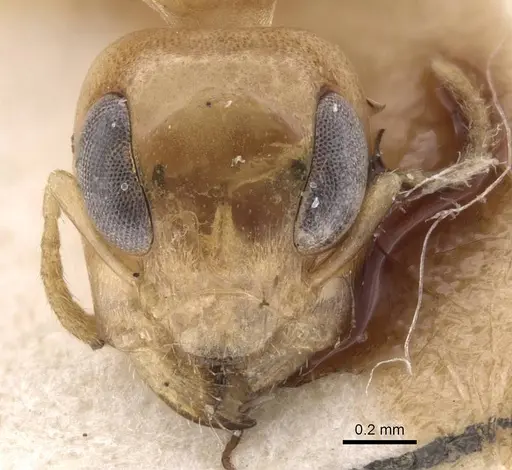 Gesomyrmex chaperi - CASENT0913760