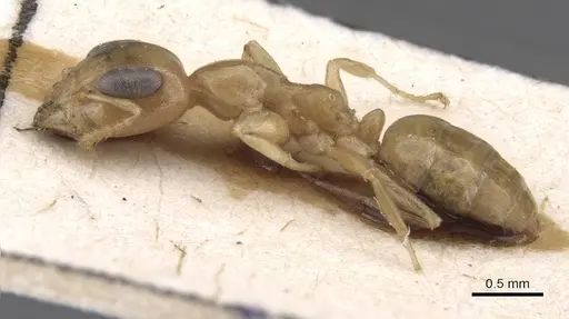 Gesomyrmex chaperi - CASENT0913760