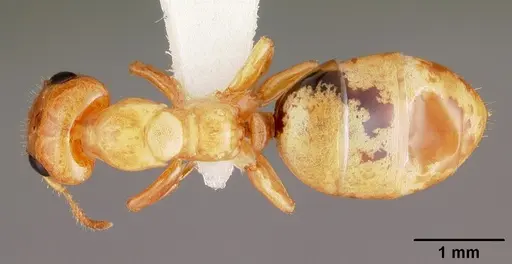 Gesomyrmex howardi specimen