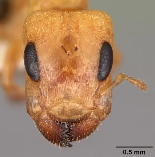 Gesomyrmex howardi specimen