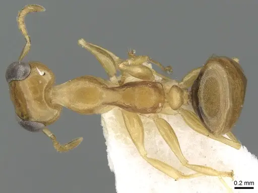 Gesomyrmex kalshoveni specimen