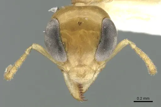 Gesomyrmex kalshoveni specimen