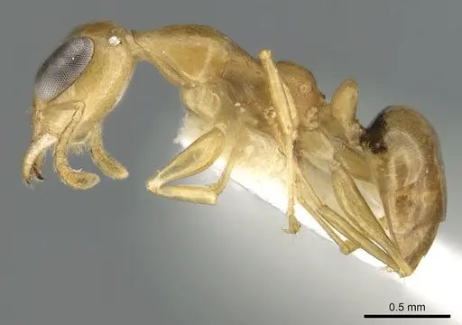 Gesomyrmex kalshoveni specimen