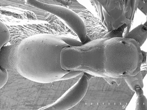 Gesomyrmex luzonensis specimen