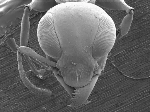 Gesomyrmex luzonensis specimen