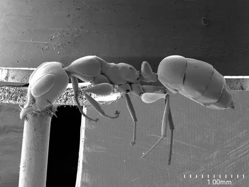 Gesomyrmex luzonensis specimen