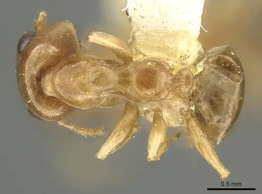 Gesomyrmex spatulatus specimen