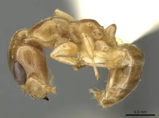 Gesomyrmex spatulatus specimen