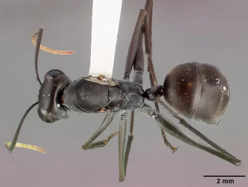 Gigantiops destructor specimen