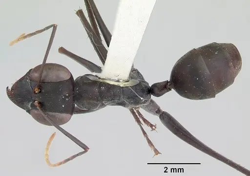 Gigantiops destructor - CASENT0103316