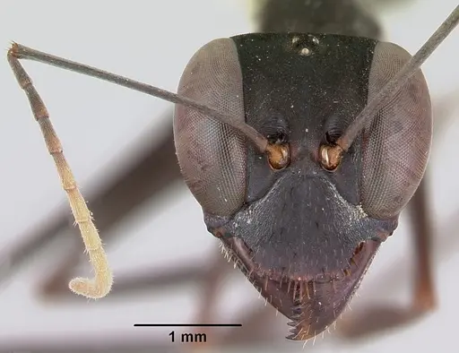 Gigantiops destructor - CASENT0103316