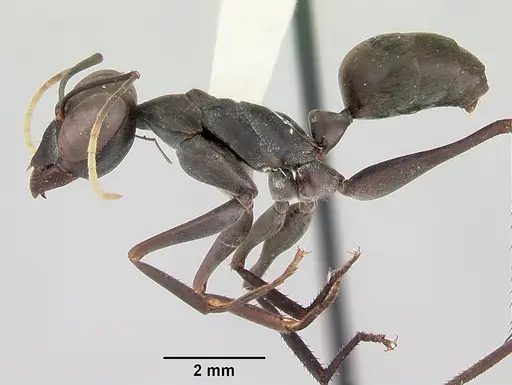 Gigantiops destructor - CASENT0103316