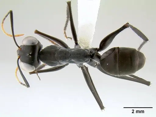 Gigantiops destructor - CASENT0106169