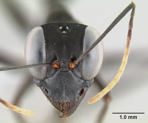 Gigantiops destructor - CASENT0106169