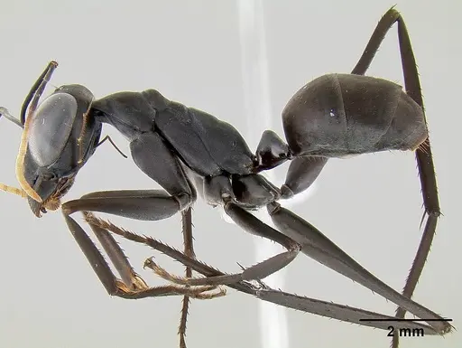 Gigantiops destructor - CASENT0106169