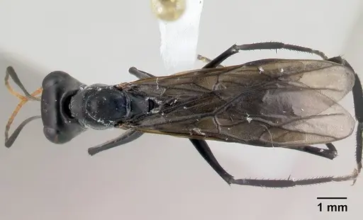 Gigantiops destructor - CASENT0217329