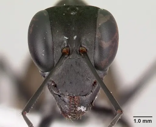 Gigantiops destructor - CASENT0217329