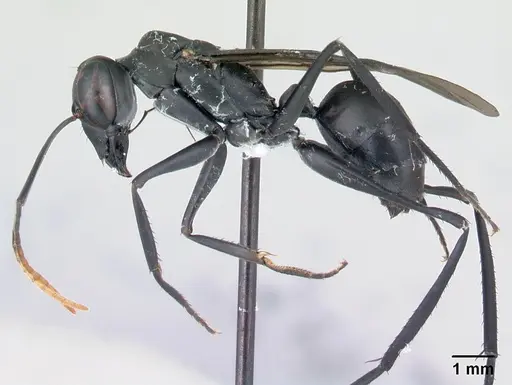 Gigantiops destructor - CASENT0217329