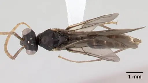 Gigantiops destructor - CASENT0217330