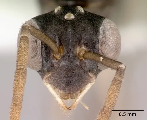 Gigantiops destructor - CASENT0217330