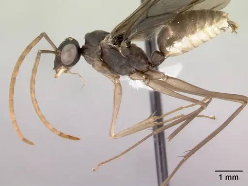 Gigantiops destructor - CASENT0217330