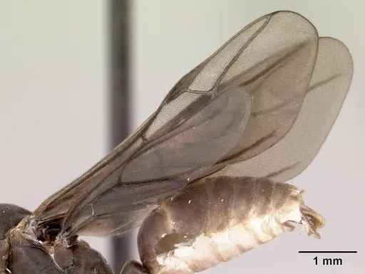 Gigantiops destructor - CASENT0217330