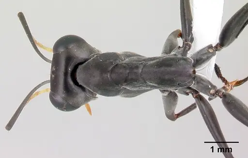 Gigantiops destructor - CASENT0217331