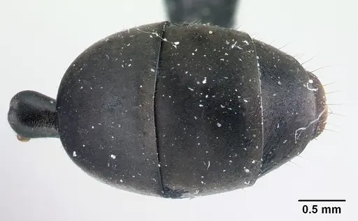 Gigantiops destructor - CASENT0217331