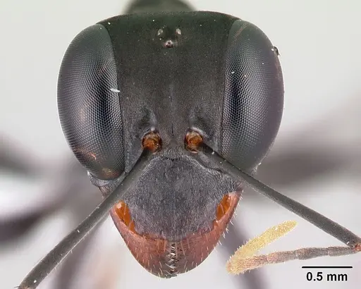 Gigantiops destructor - CASENT0217331