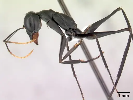 Gigantiops destructor - CASENT0217331