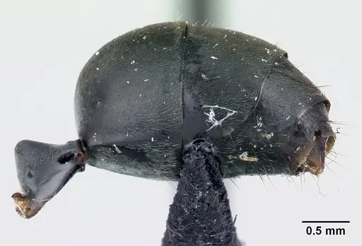 Gigantiops destructor - CASENT0217331