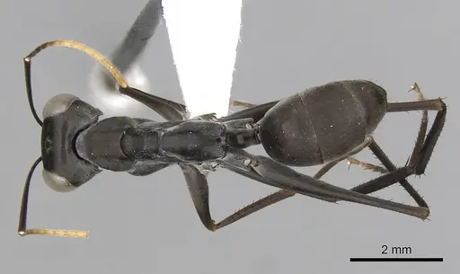 Gigantiops destructor - CASENT0280427