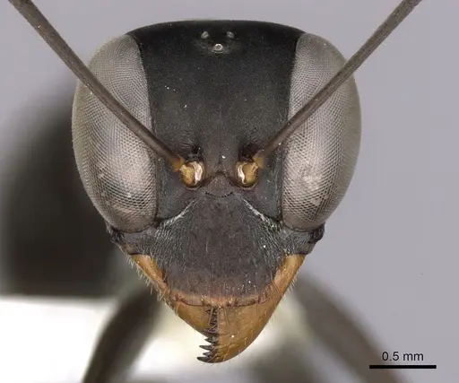 Gigantiops destructor - CASENT0280427