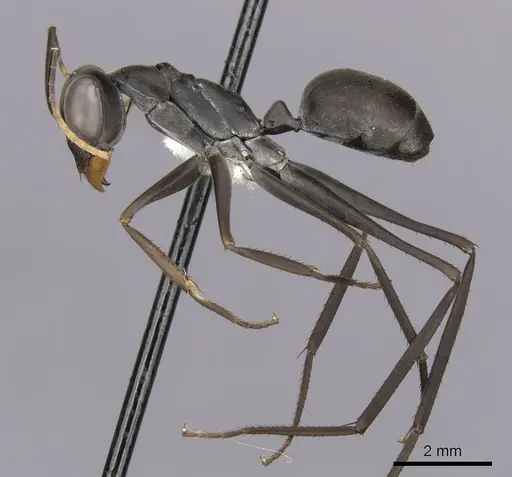 Gigantiops destructor - CASENT0280427