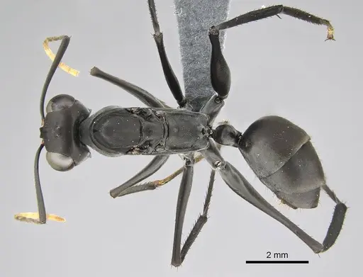 Gigantiops destructor - CASENT0370962