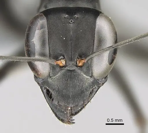 Gigantiops destructor - CASENT0370962