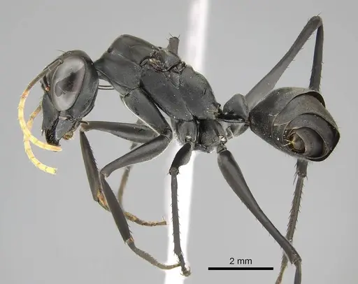 Gigantiops destructor - CASENT0370962