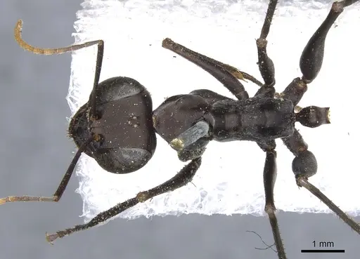 Gigantiops destructor - CASENT0903259