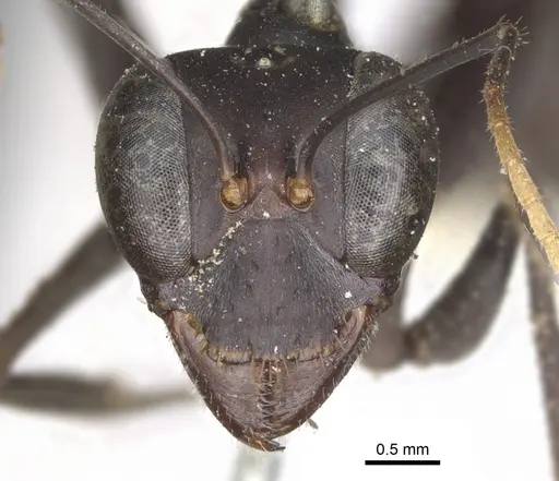 Gigantiops destructor - CASENT0903259