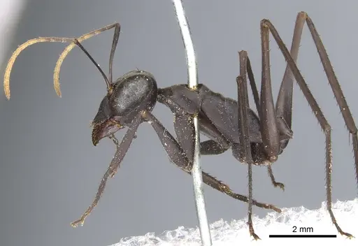 Gigantiops destructor - CASENT0903259