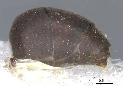 Gigantiops destructor - CASENT0903259