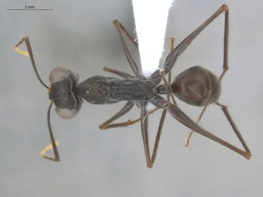 Gigantiops destructor - ECOFOG-MI15-0253-14