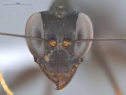 Gigantiops destructor - ECOFOG-MI15-0253-14