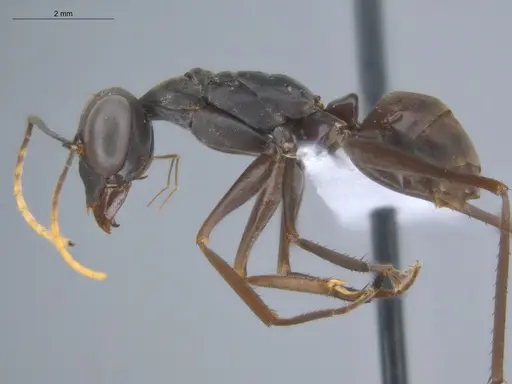 Gigantiops destructor - ECOFOG-MI15-0253-14