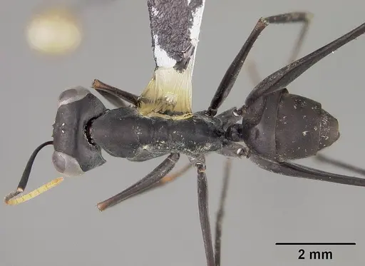 Gigantiops destructor - USNMENT00418379