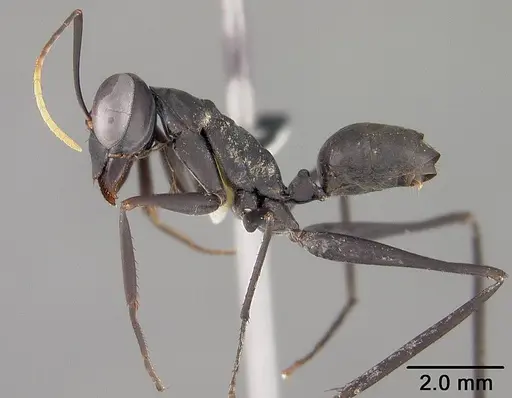 Gigantiops destructor - USNMENT00418379