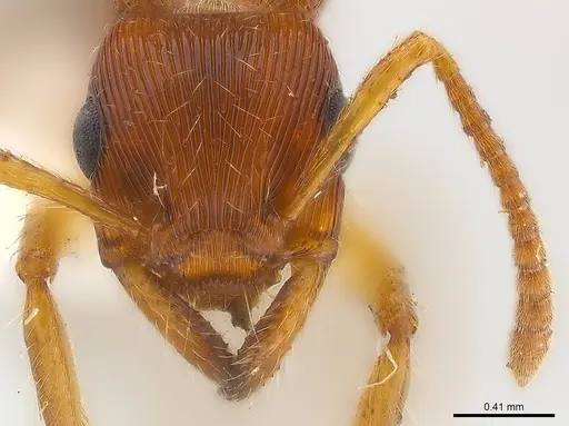 Gnamptogenys acuminata specimen