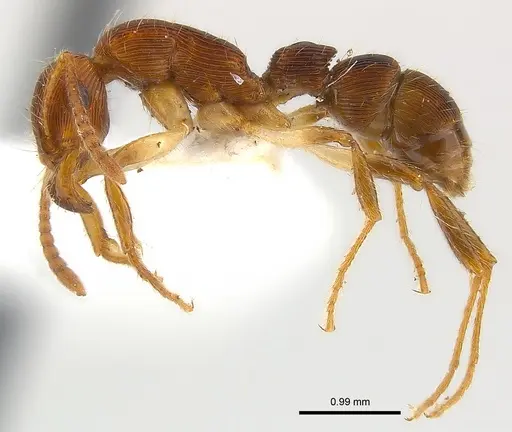 Gnamptogenys acuminata specimen