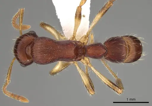 Gnamptogenys acuminata - CASENT0281511